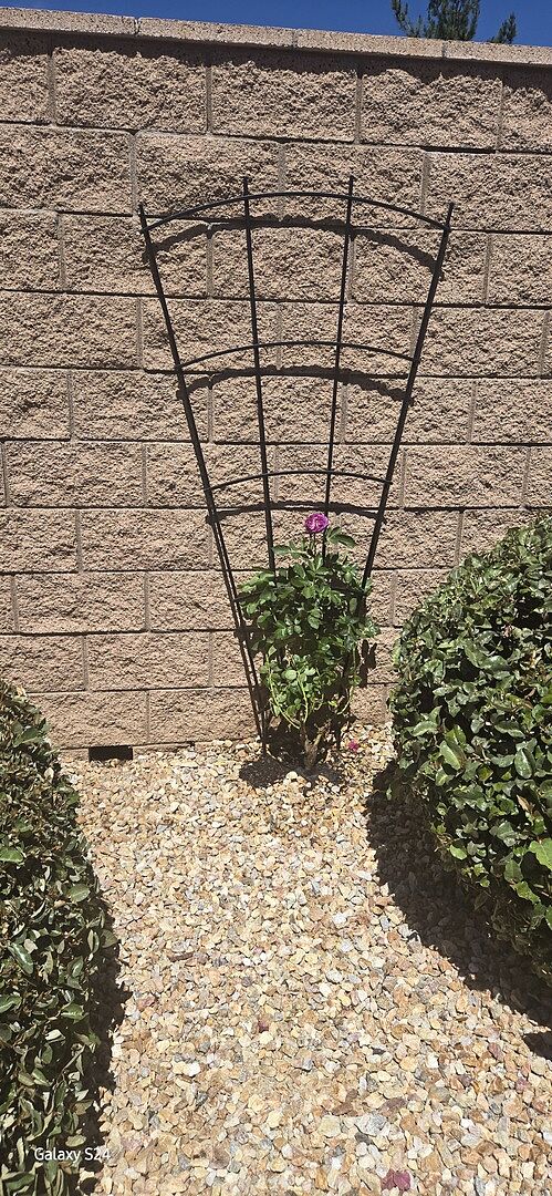 I Have a crush on my Lavender Crush