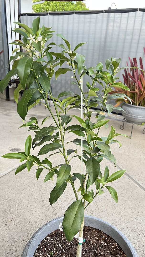 Update with my purchase