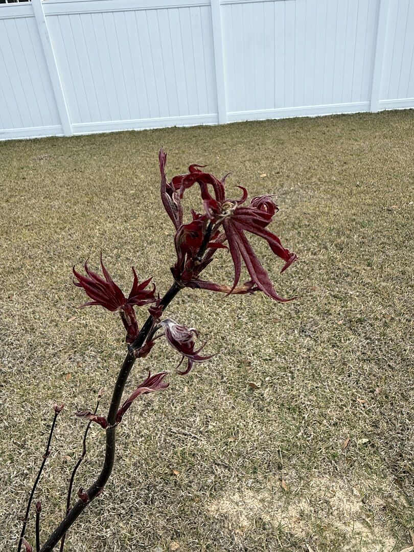 Extremely pleased with my tree.