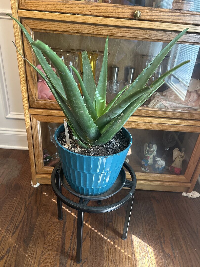Beautiful Aloe