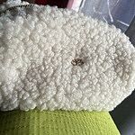 Review Image For review: 828163709