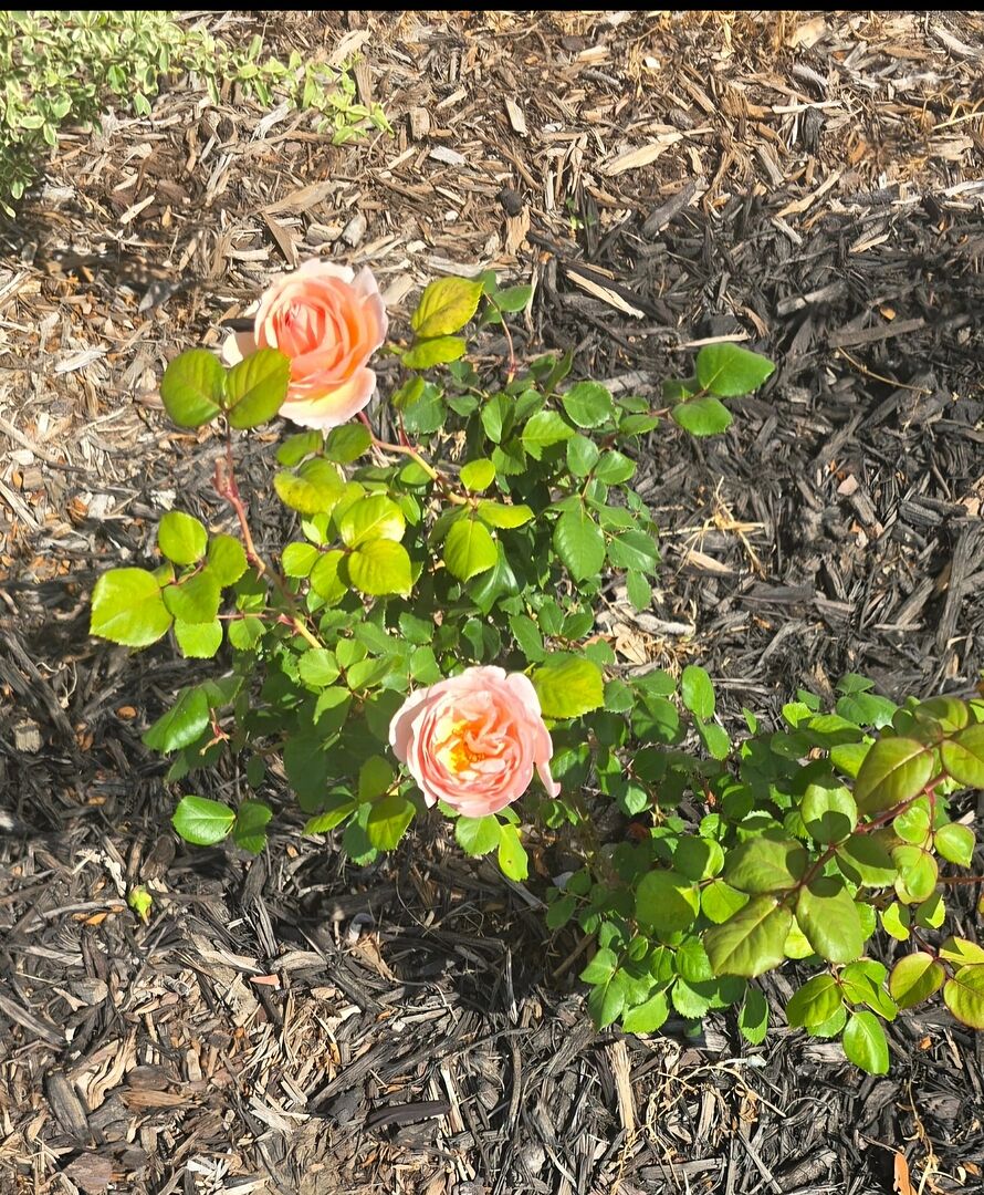 Media from review #2