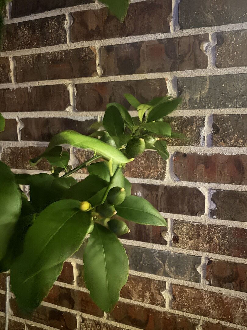 GROWING FRUIT IN MONTHS!