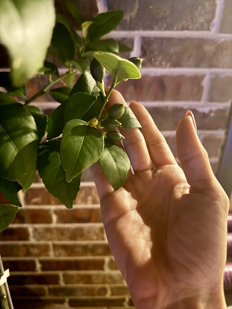 Media from review #2