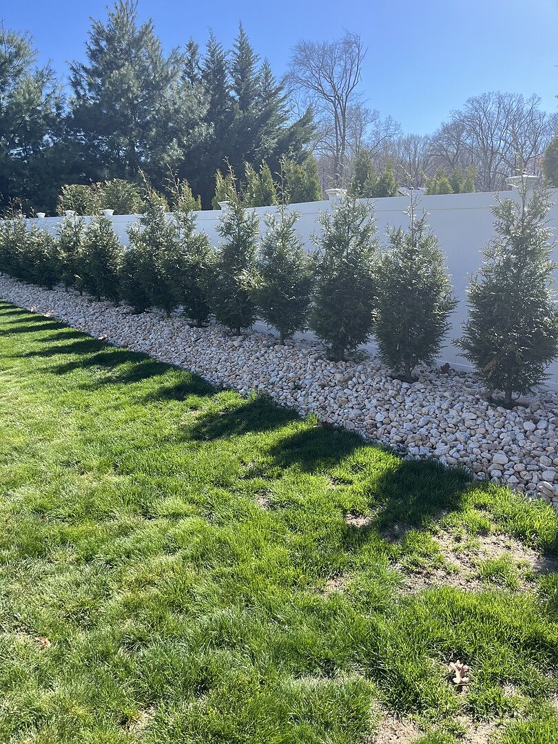 Heathy and thriving 2. 5 years after planting