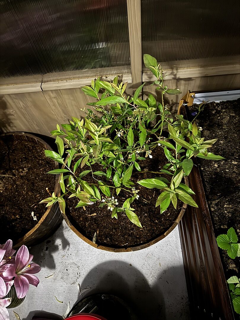 Berries within 2 months