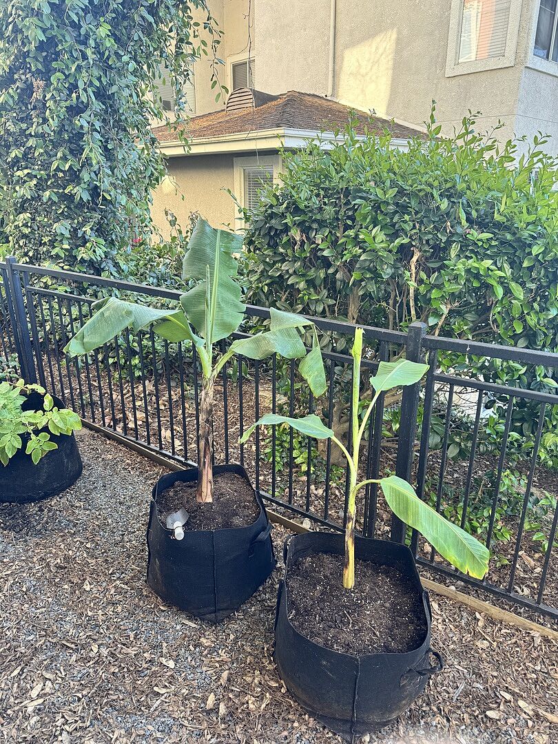 Arrived with one leaf broken,