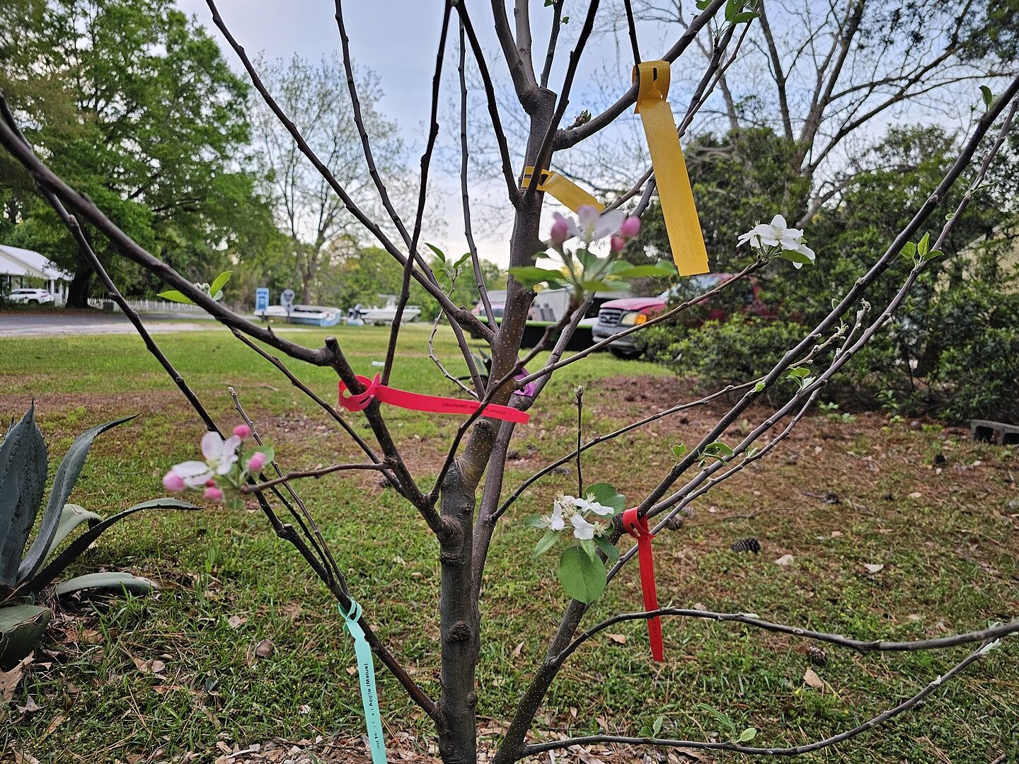 I love this multi grafted tree!