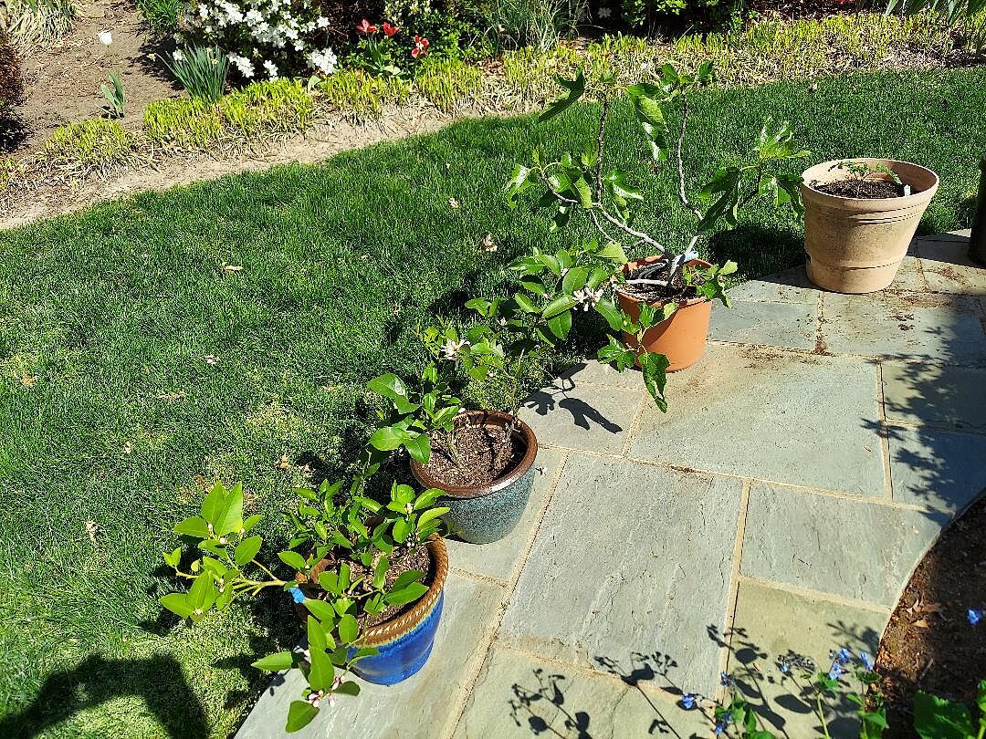 A conveniently small plant