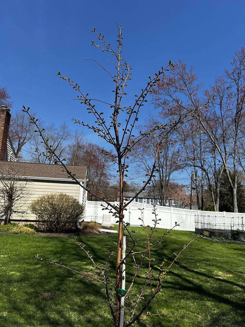 Dawn Redwood Follow Up