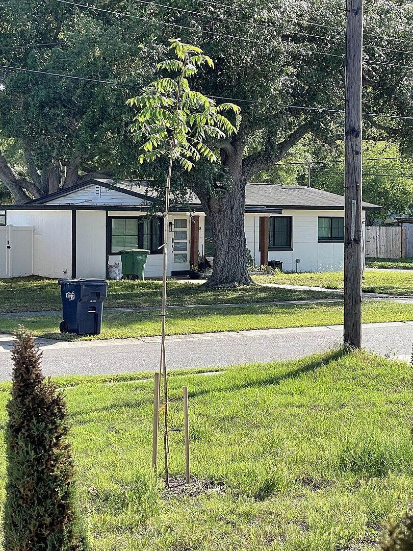 Planted late January, bought 7ft