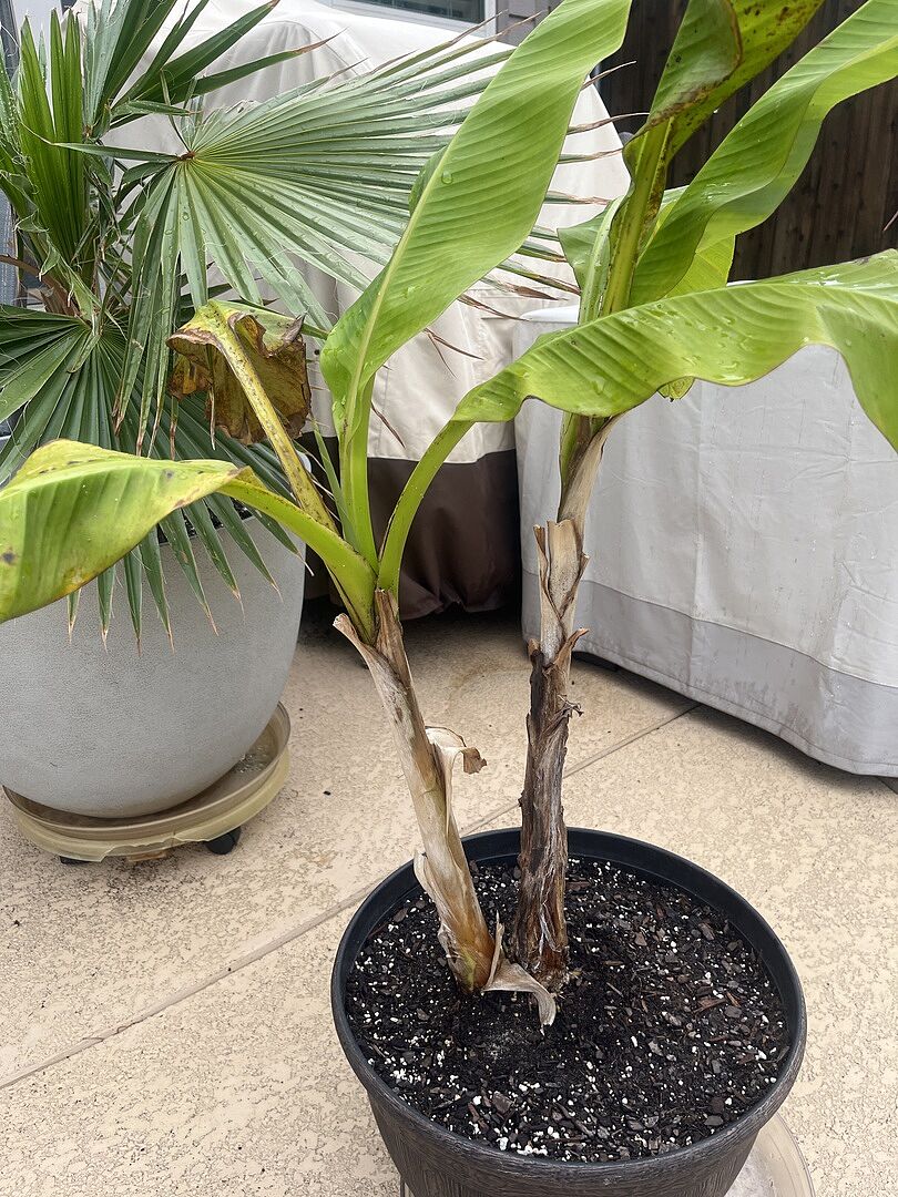 Here’s a picture of year