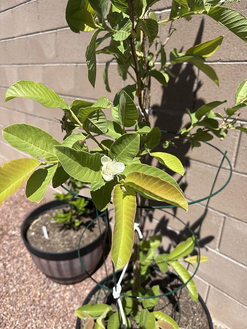 Guayaba in the Desert
