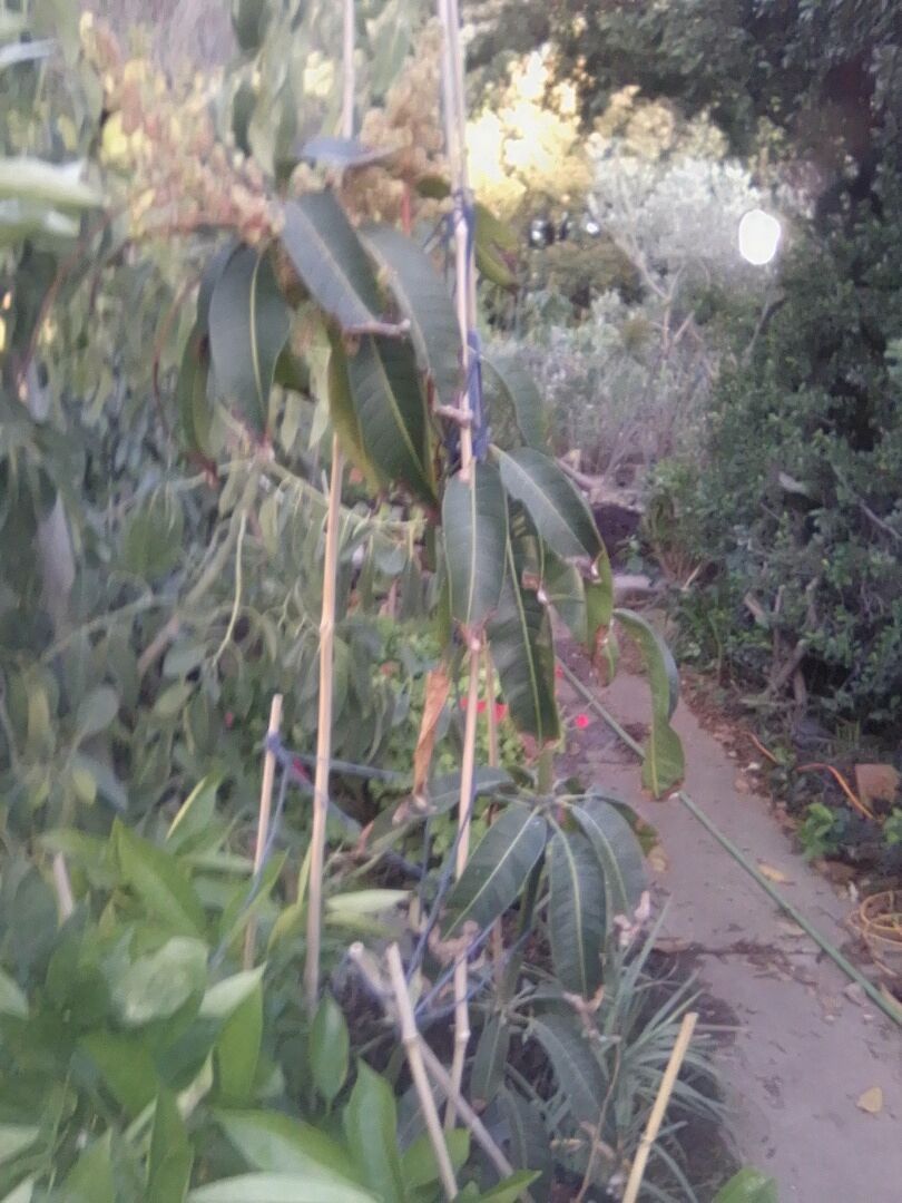Tebow mango tree