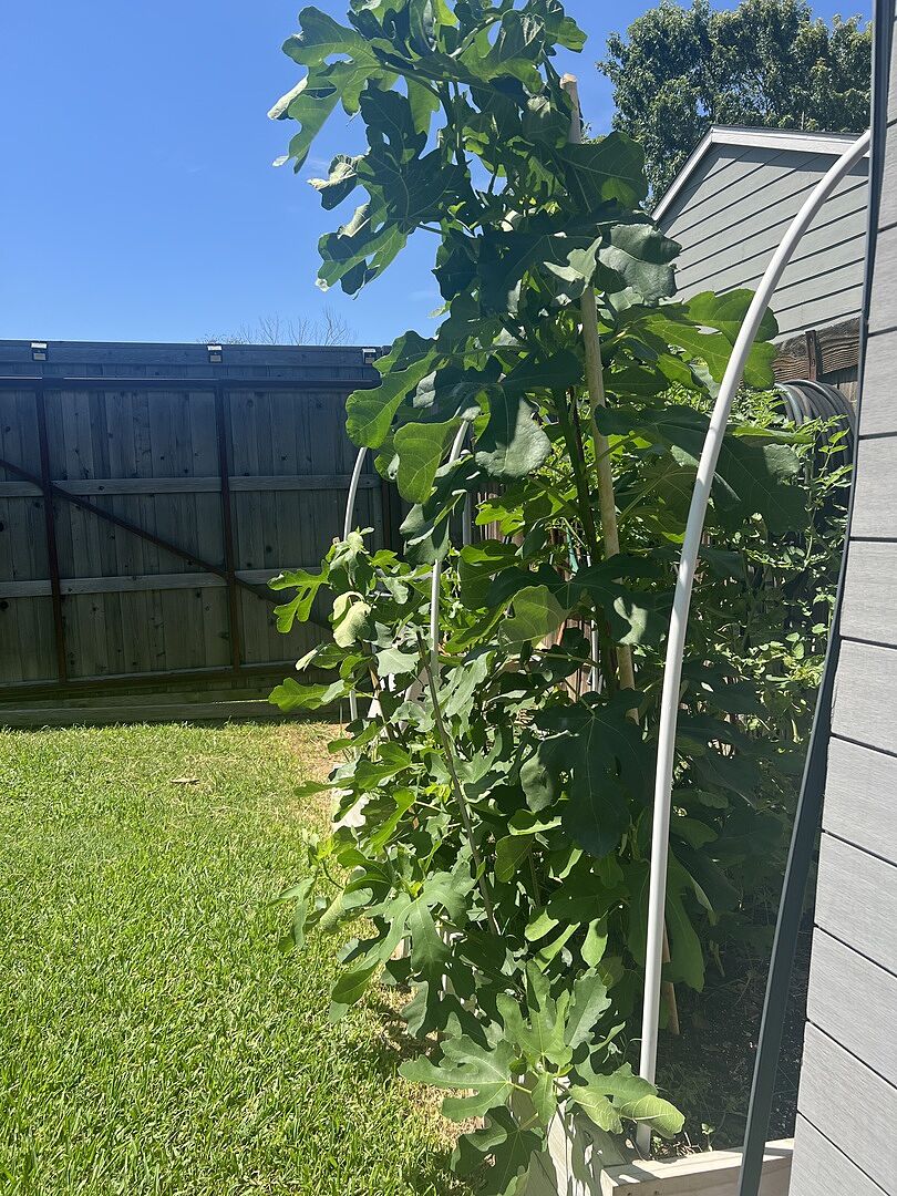 Productive, Vigorous Growth, Cold Hardy