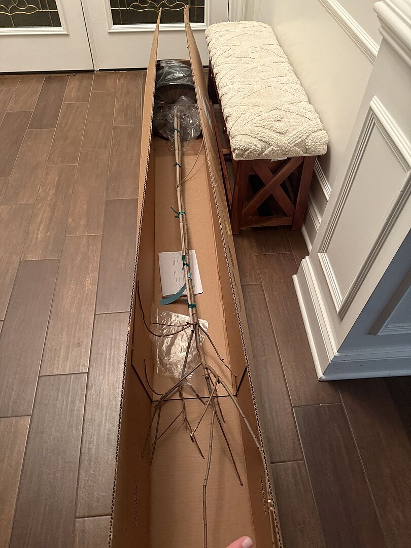 Chinese pistache tree