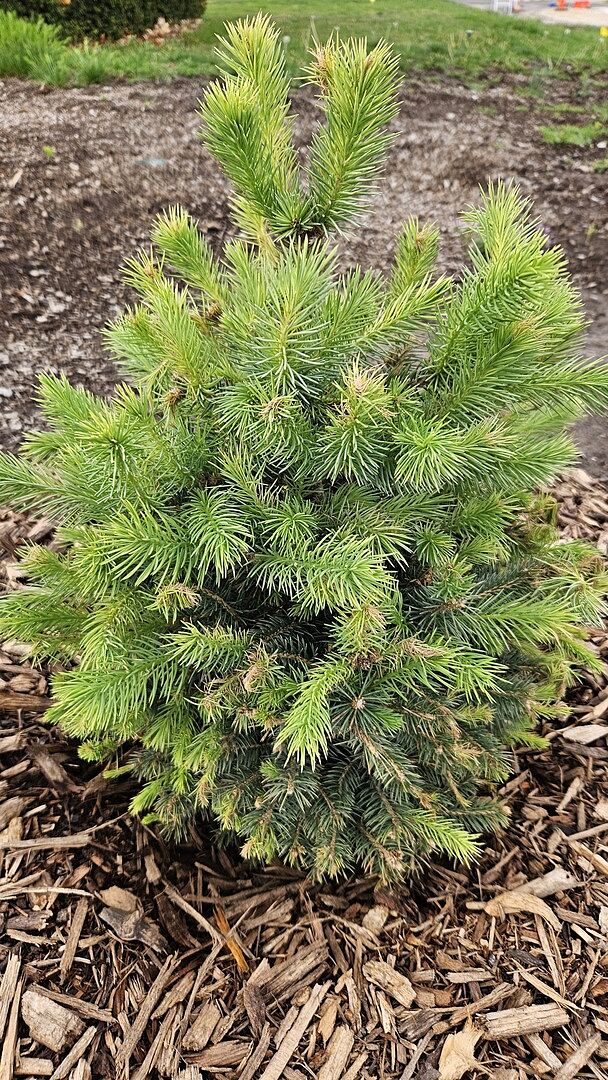 Baby Blue is thriving!