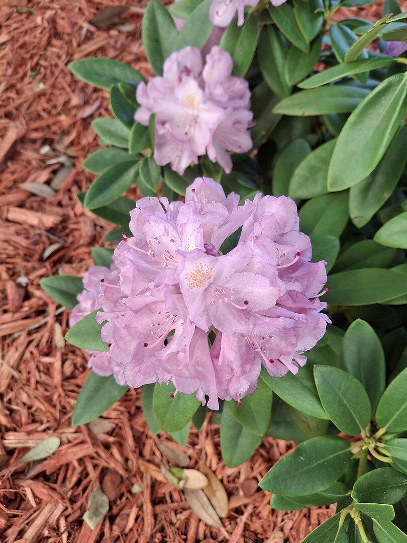 Media from review #2