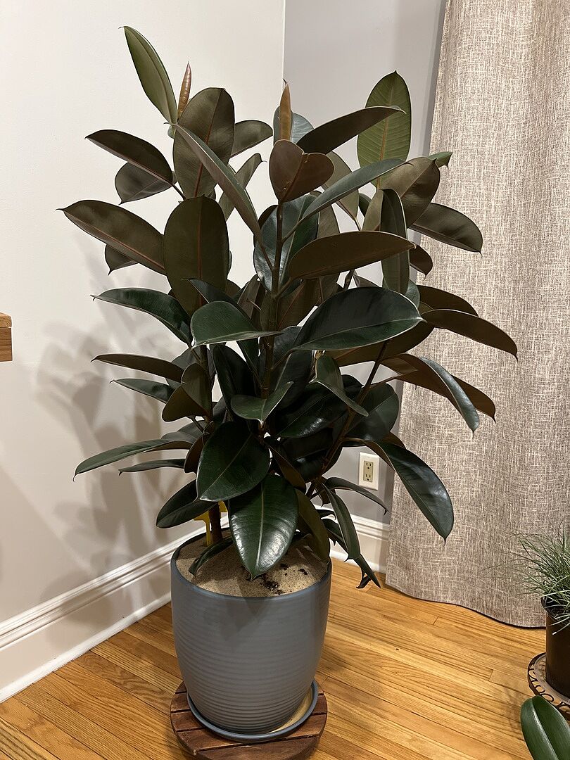 I like my rubber plant