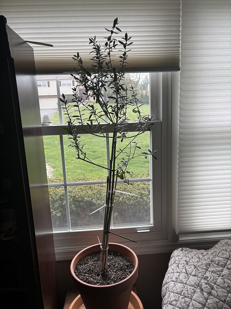 Olive Tree 04. 13. 26