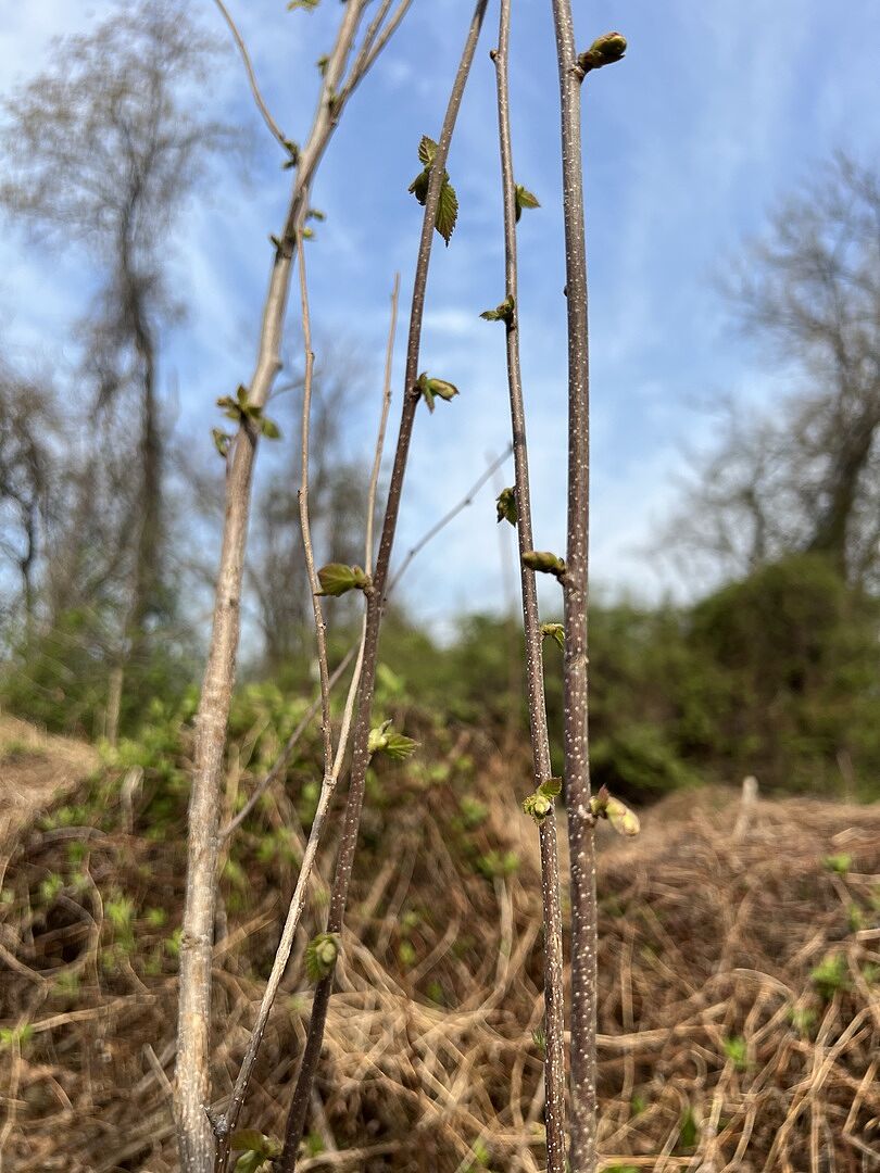 Filbert budding out for first spring
