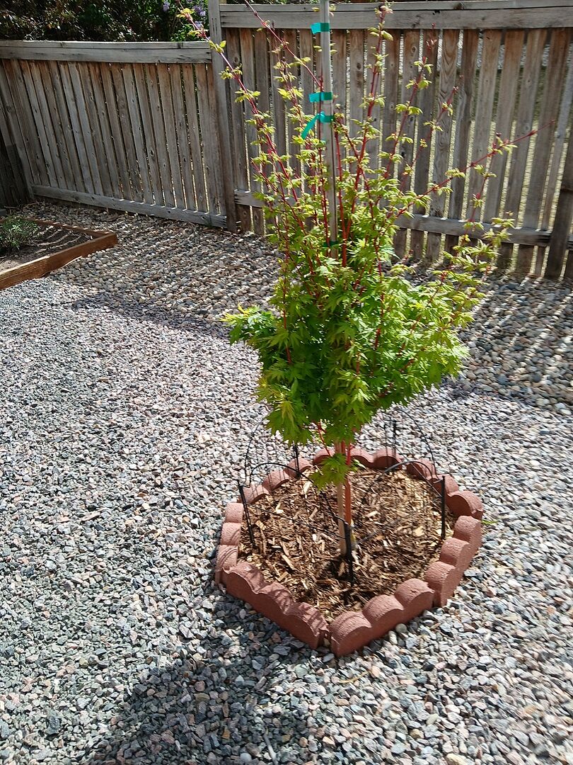 This is a snapshot of my Coral Bark Japanese Maple tree.