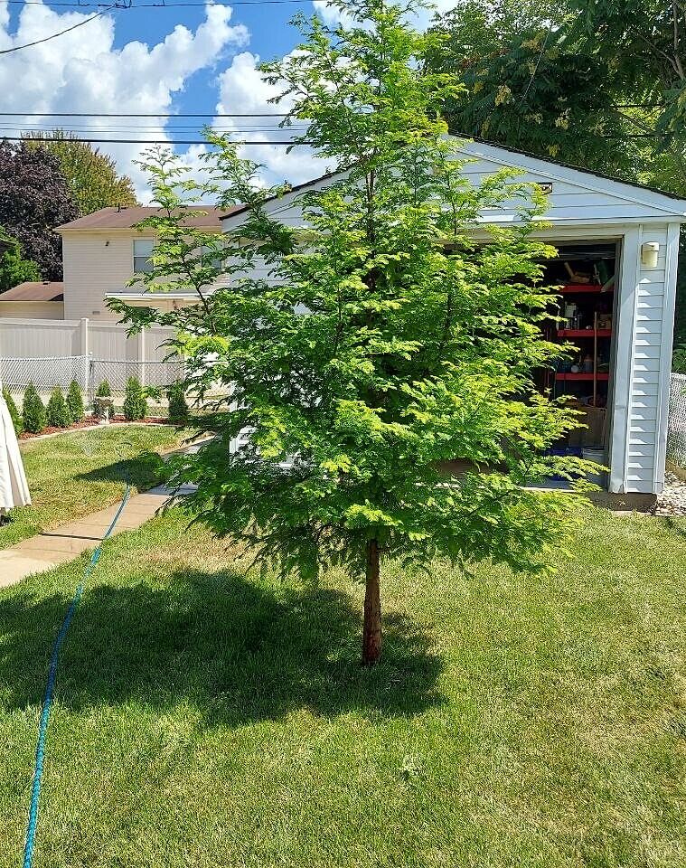 Dawn Redwood 3 years xplanted