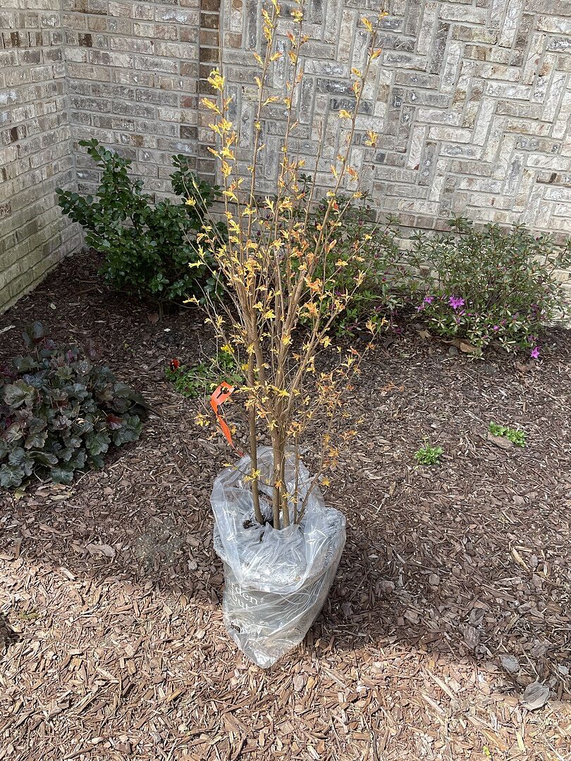 She is finally looking like the dark foliage that I was expecting. No flowers have appeared yet, but I am hopeful. Since I haven’t seen the blooms yet, I rated it a 4.