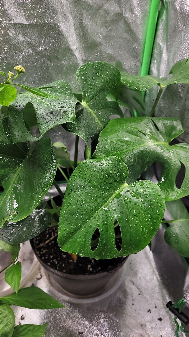 It's doing so well.