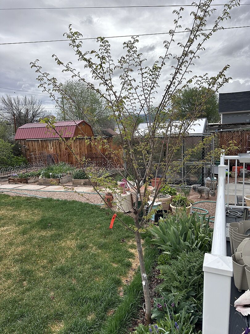 Growing shade this year