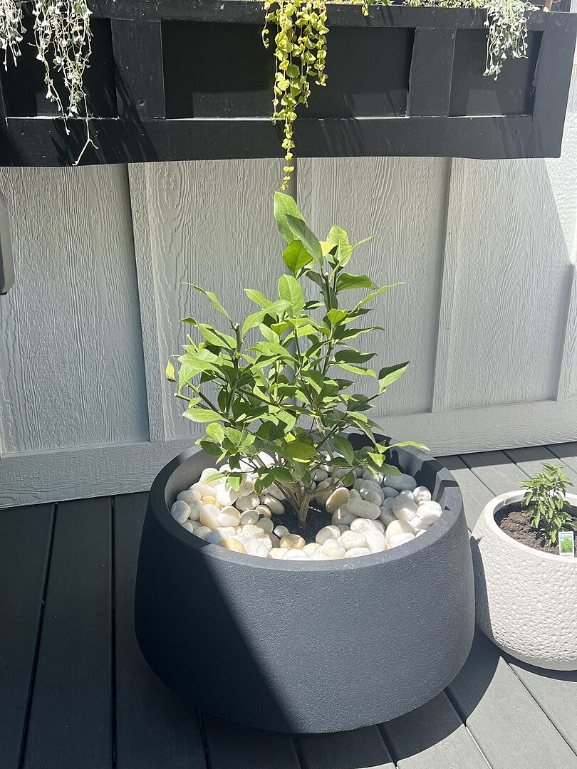 Beautiful Meyer Lemon Bush
