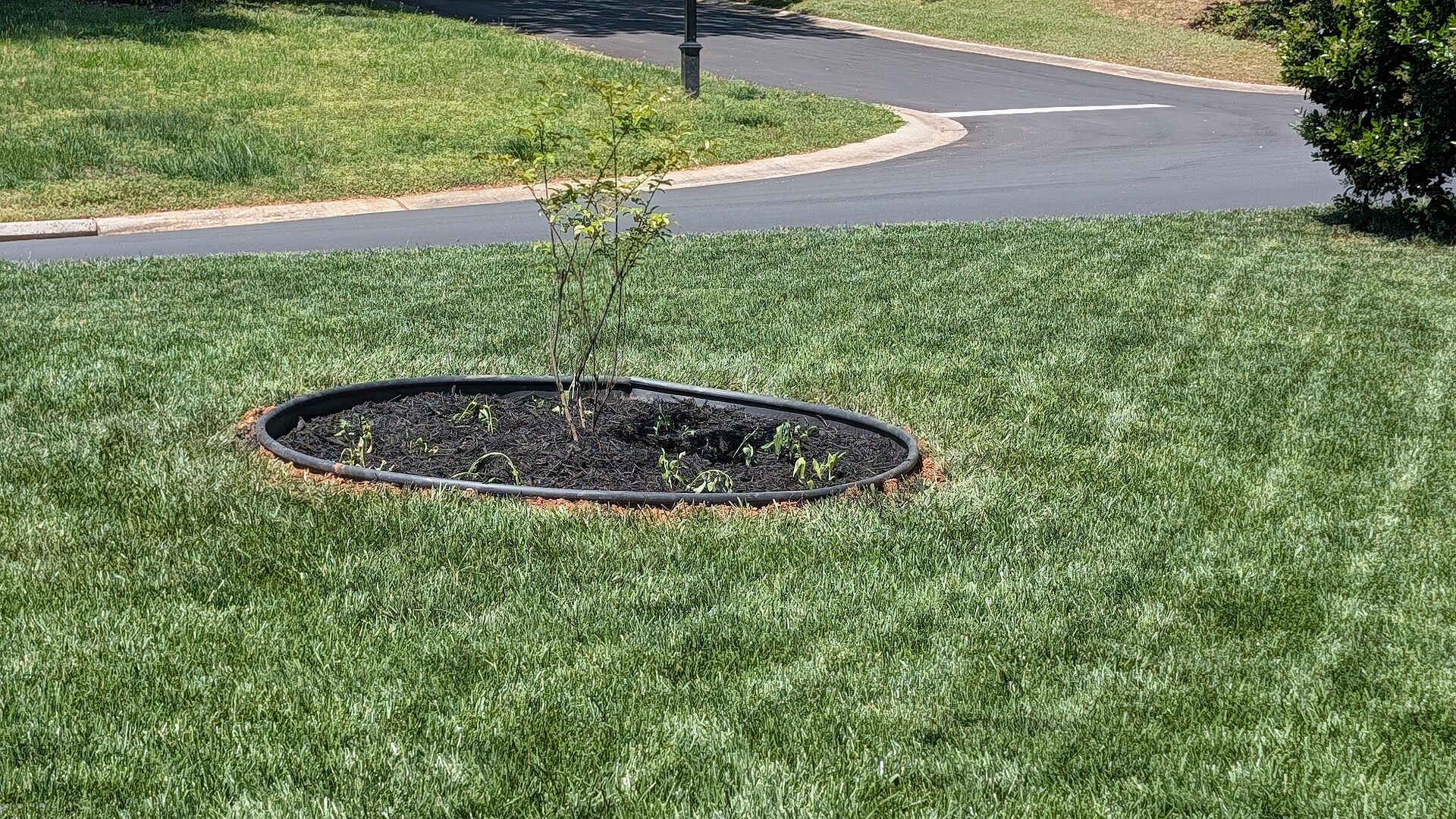 Natchez white crepe Myrtle 3-ft tree.
