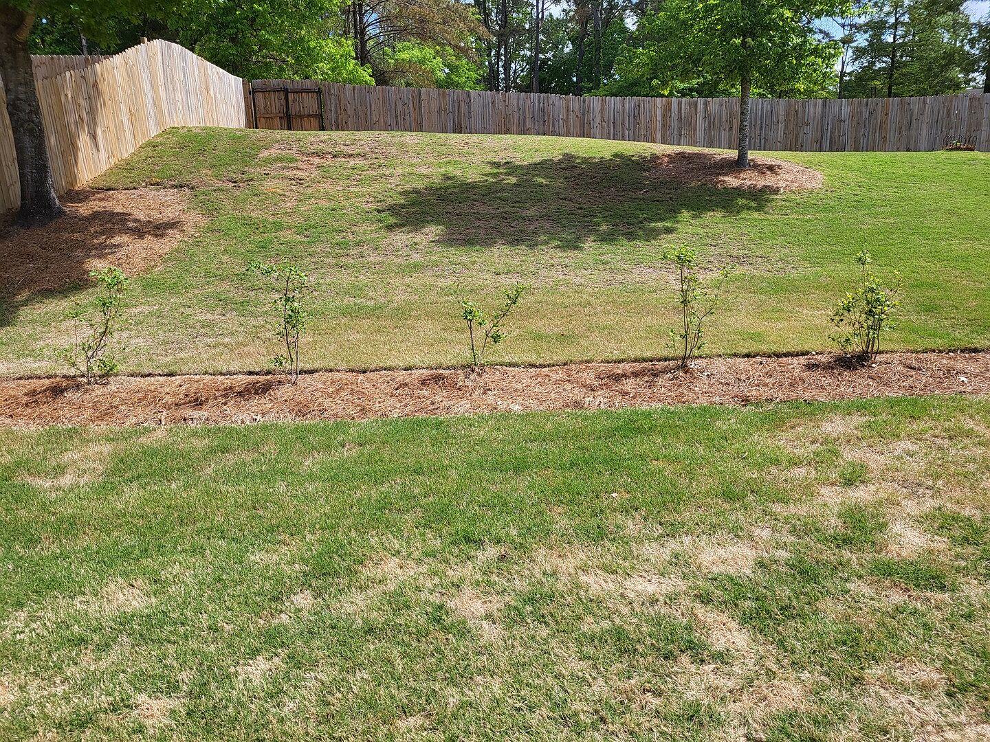 Legacy Blueberry Bushes