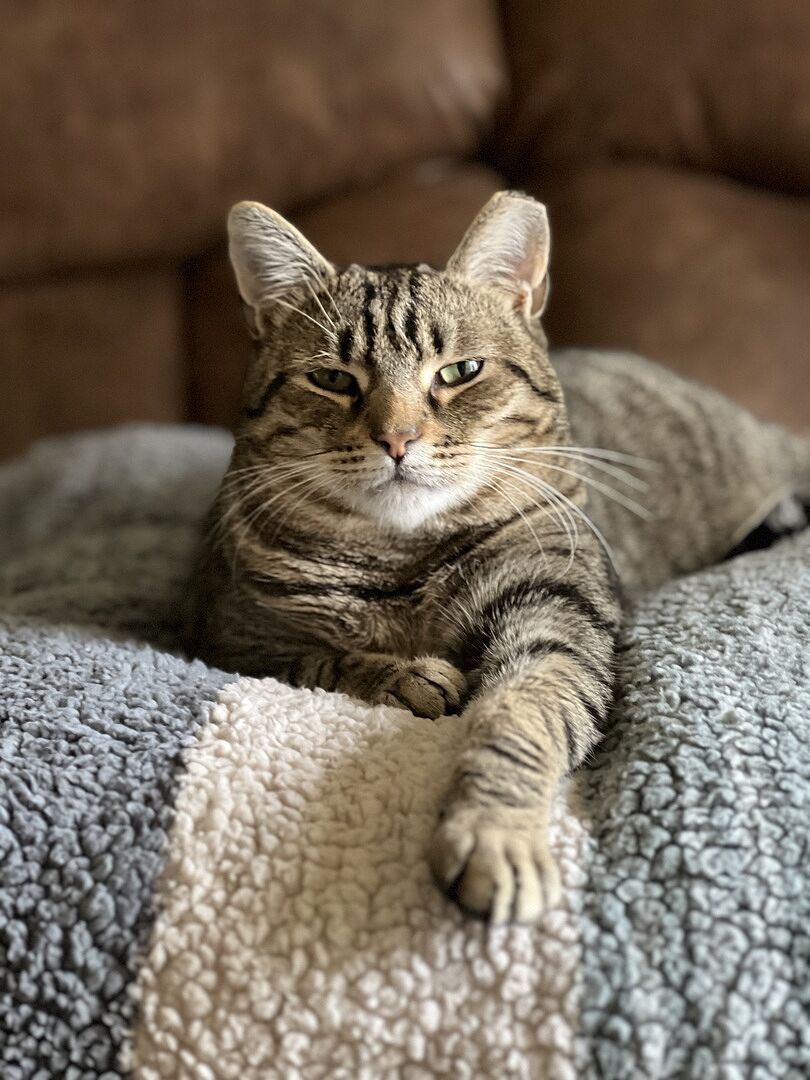 Catalyst Pet customer photo shared by TRACY H.