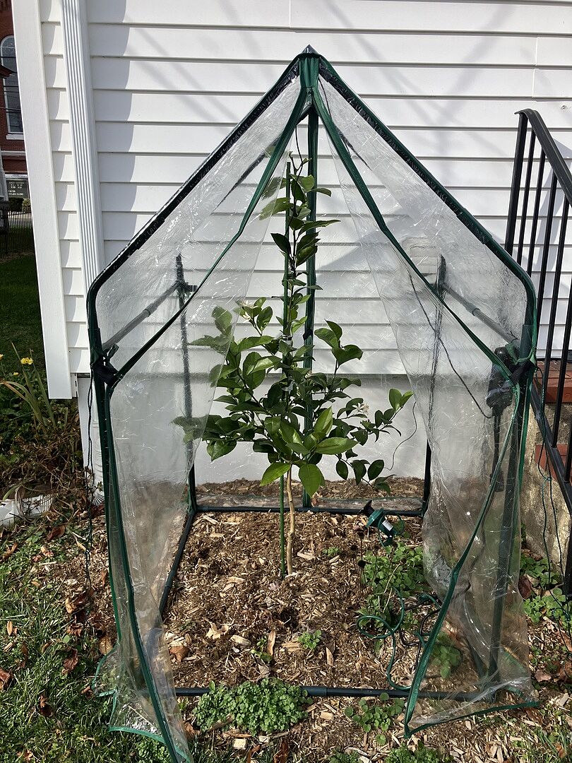 Strong plant, fast growth