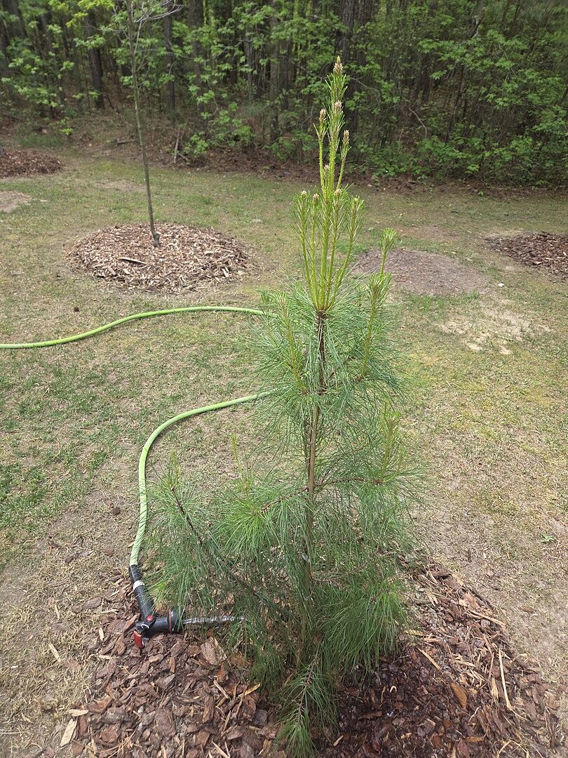 Pine on my mind