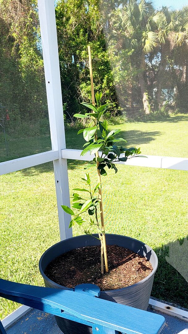 We love our Meyer Lemon Tree