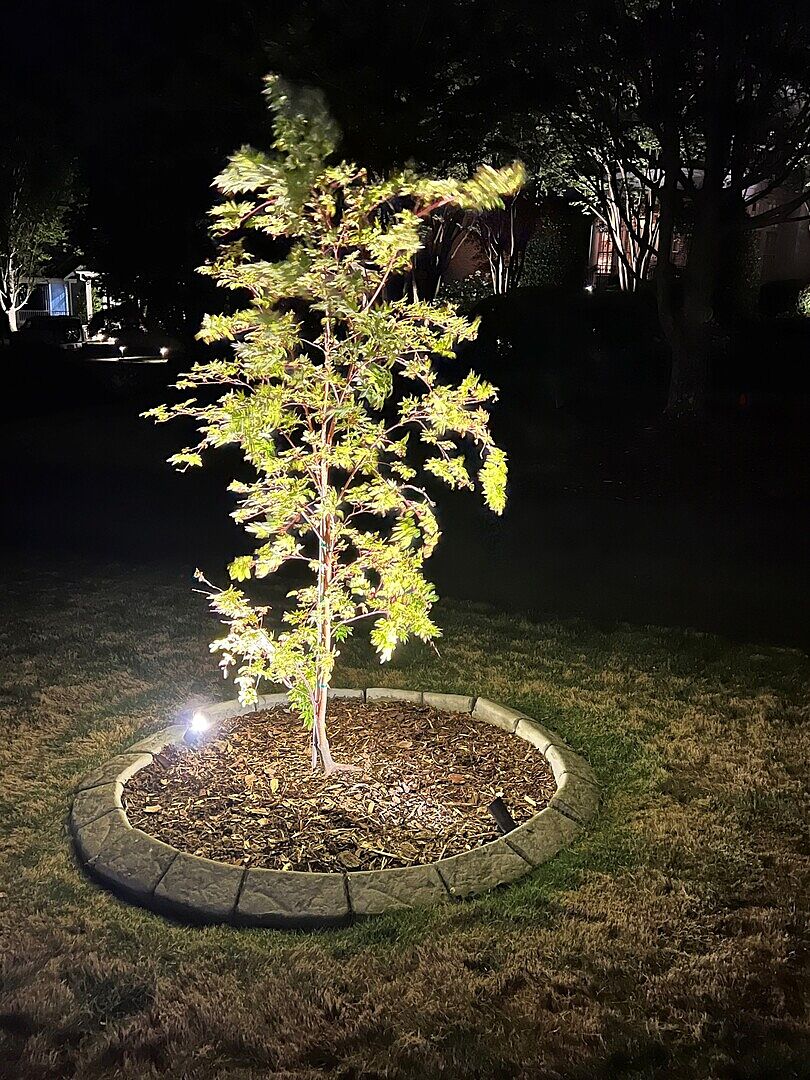 Maple Doing Very Well