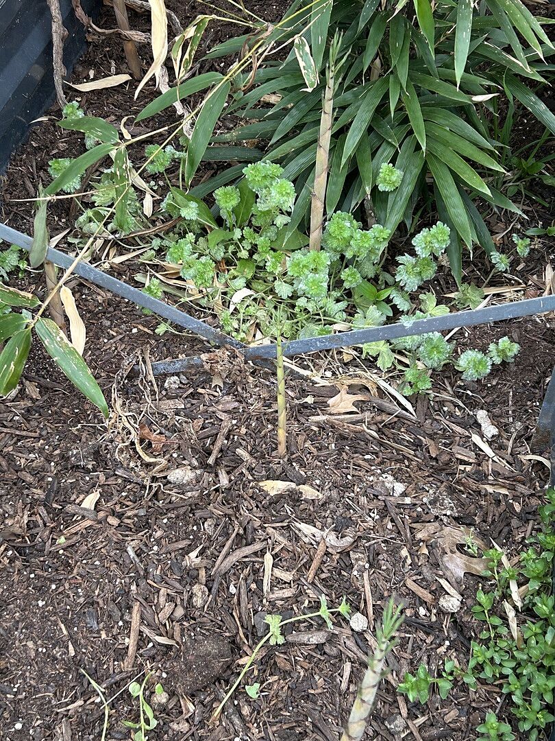 Have realistic expectations on growth, and also prepare a planting space accordingly