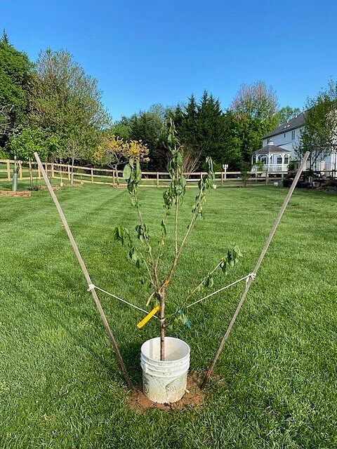 My baby (4-in-1 Cherry tree)