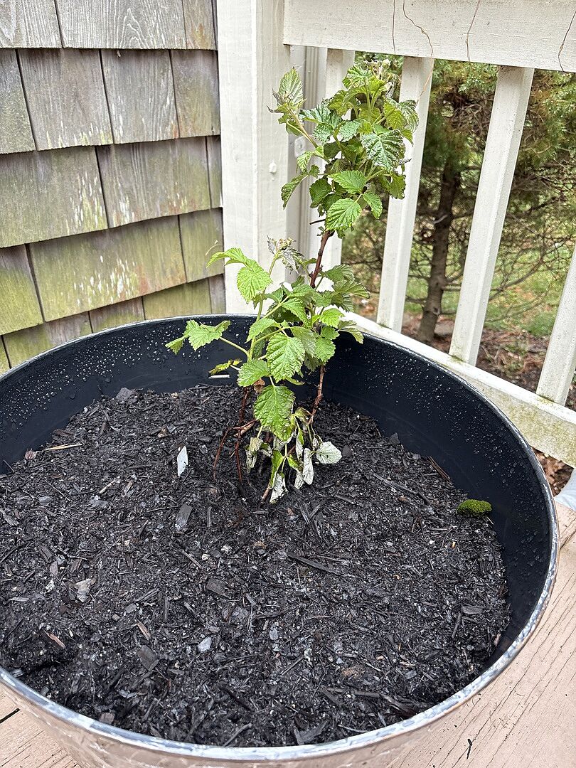 Raspberries for summer