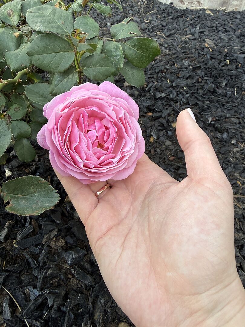I absolutely love these rose