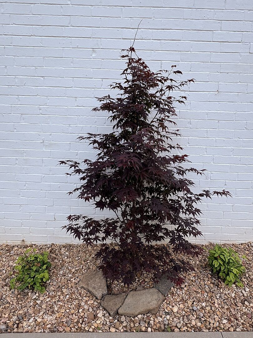 Great purchase! Came about 5’ tall