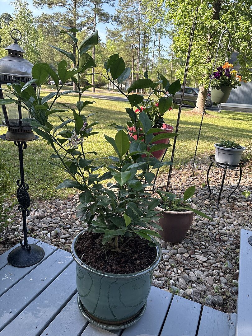 After receiving my first Meyer