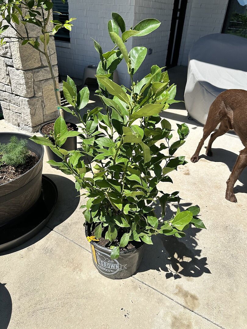 Meyer Lemon 3 gal bush