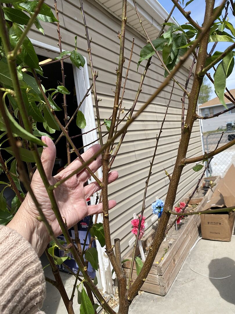 They came with Buds!!! 😊