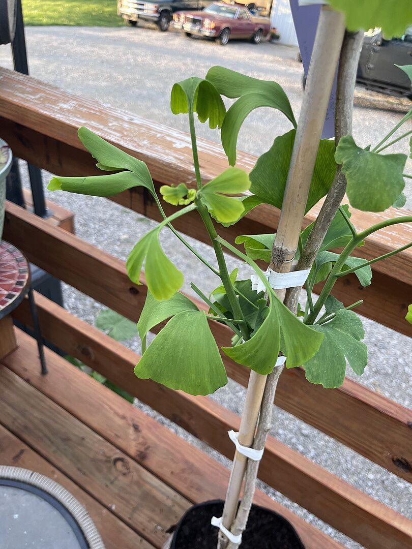 Nice and healthy looking