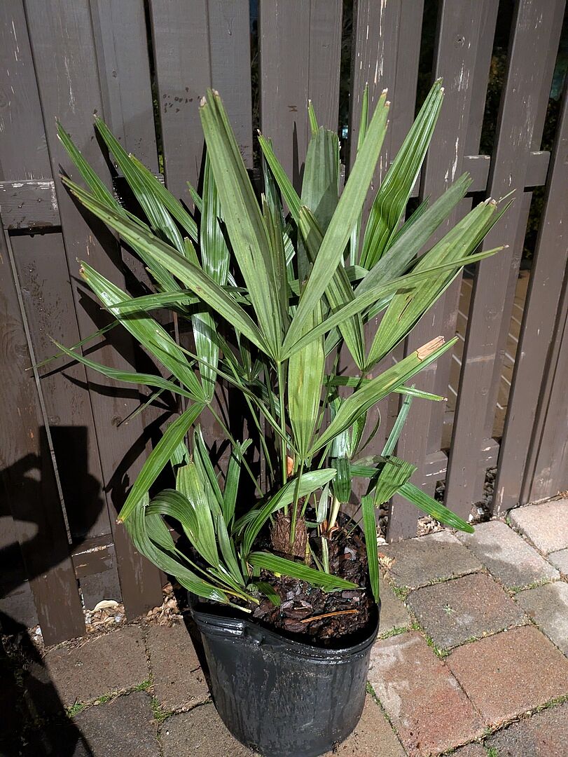 Good size, multiple shoots