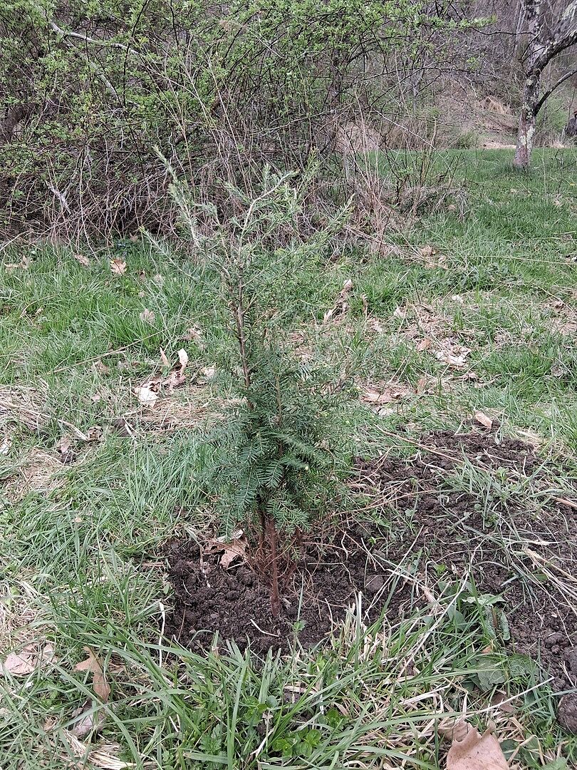 Canadian Hemlock Trees Arrived in Great Shape!