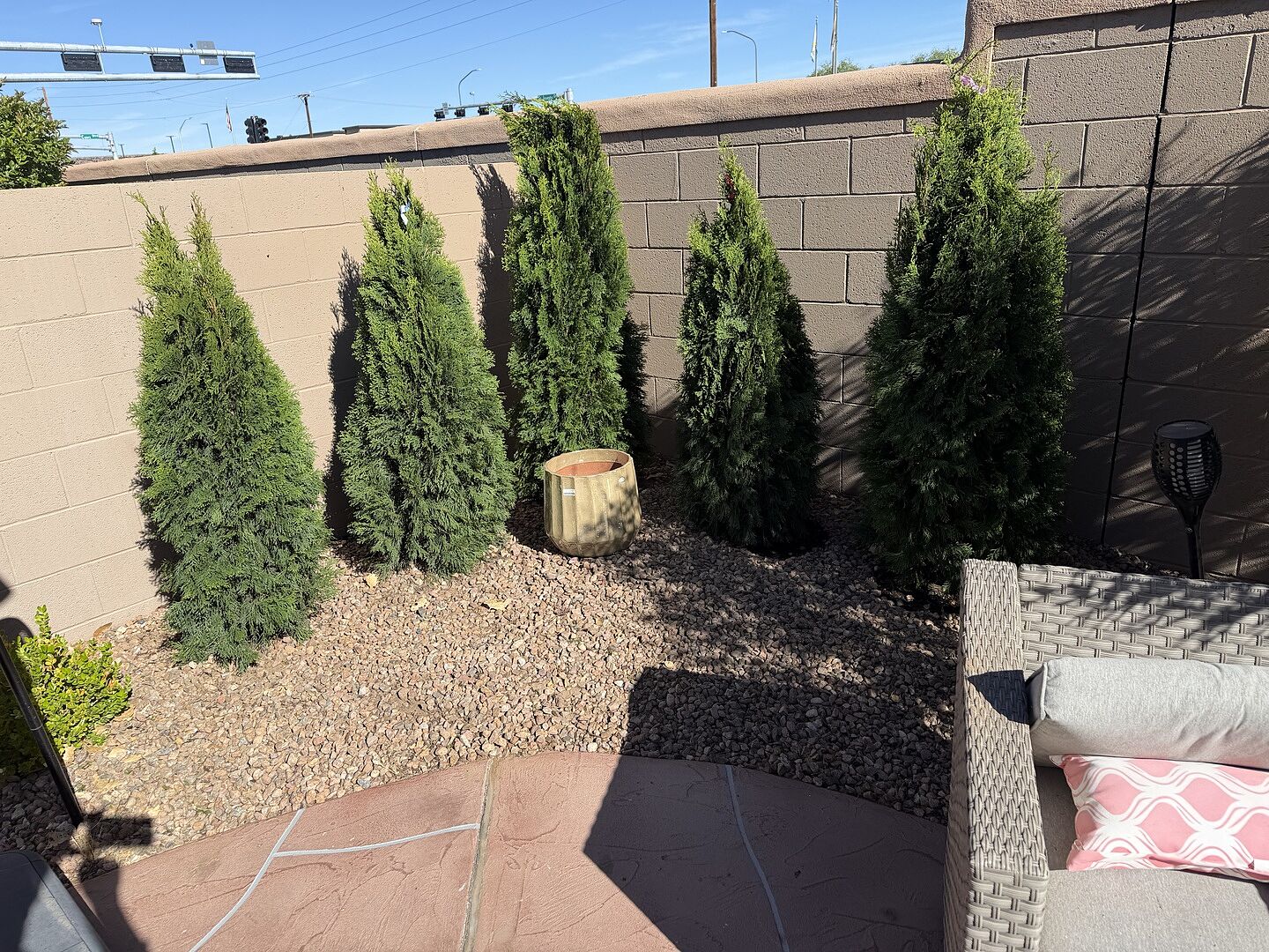 Perfect Arborvitae’s